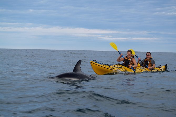 Private Wildlife Kayaking Tour - Kaikoura - Additional Information and Pricing