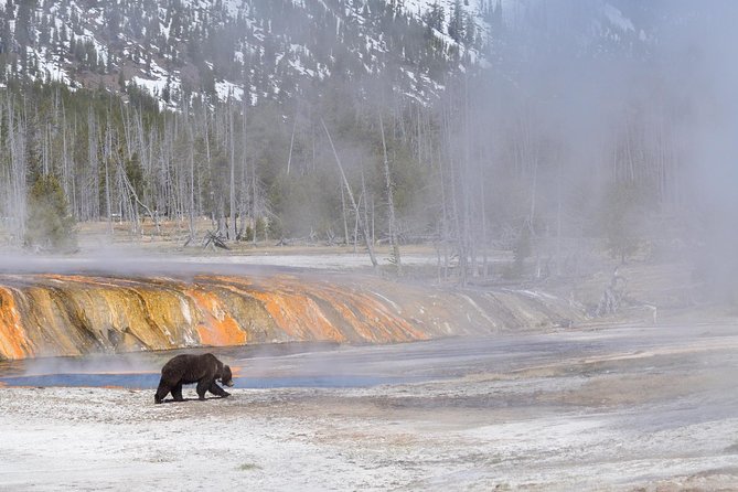 Private Yellowstone Wildlife Sightseeing Tour - Customer Recommendations and Tour Highlights