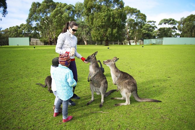 Pure Nature - Phillip Island, Penguins & Exclusive Wildlife Sanctuary Encounter - Common questions