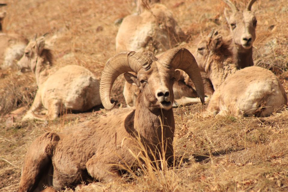 Rapid City: Mt Rushmore Custer State Park & Crazy Horse - Logistics and Booking