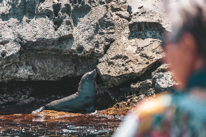 Rottnest Island From Perth or Fremantle With Wildlife Cruise - Memorable Moments and Tips