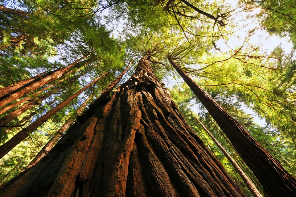 San Francisco: Private Muir Woods and Sausalito Tour - Common questions