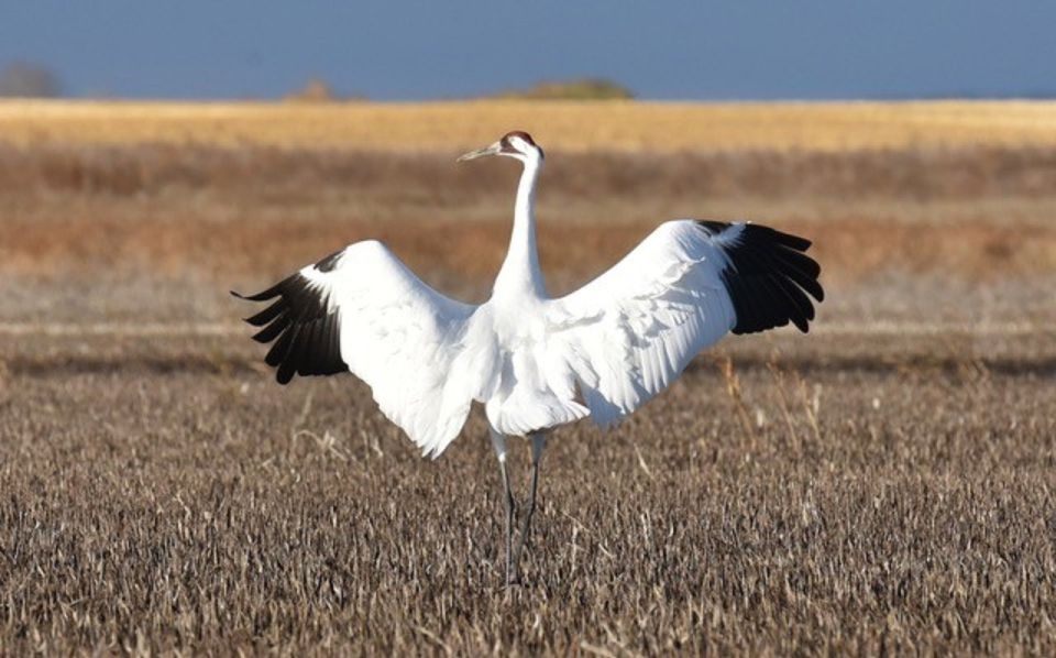 Saskatoon, Canada: 8-Hour Tour to View Whooping Cranes - Whooping Cranes Viewing Experience
