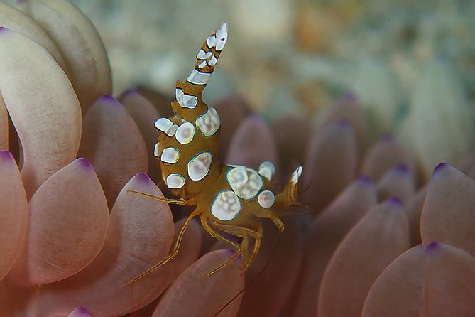 Scuba Diving at Tulamben USAT Liberty Wreck - Tips for an Unforgettable Dive