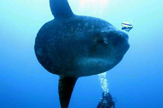 Scuba Diving in Nusa Penida - Manta Point - Recommendations and Testimonials
