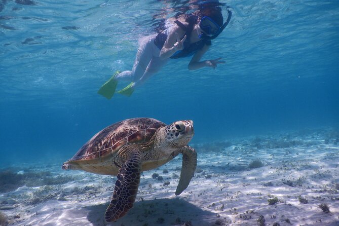 Sea Turtle Snorkel at Kerama Islands and Zamami Island - Island Hopping Itinerary