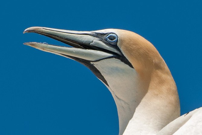 Seal and Dolphin Watching Eco Boat Cruise Mornington Peninsula - Reviews and Ratings Summary