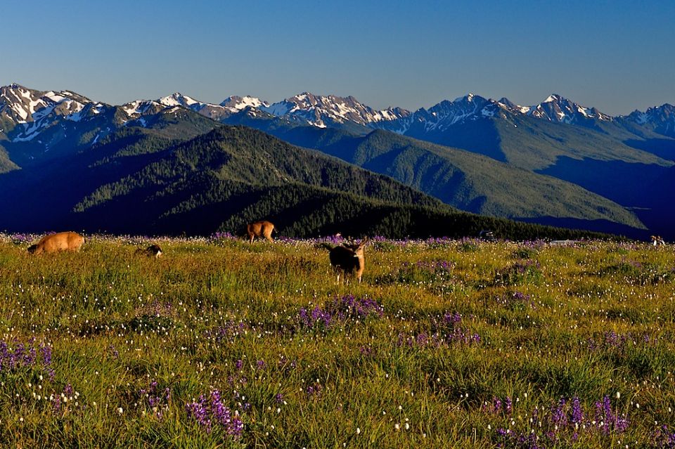 Seattle: Olympic National Park Small-Group Tour - Nature Walks