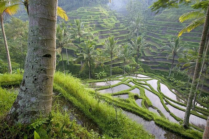 Selogriyo Temple and Trekking Java Rice Terraces, Hidden Waterfall -Nature Java - Additional Resources
