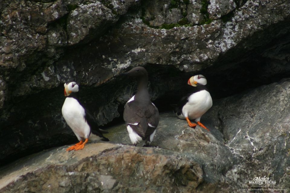 Seward: Kenai Fjords National Park Extended Cruise - Wildlife Spotting Opportunities