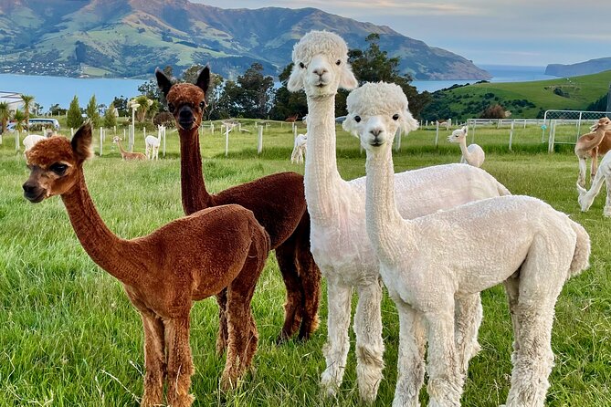 Shamarra Alpaca Farm Tours - Family-Friendly Activity