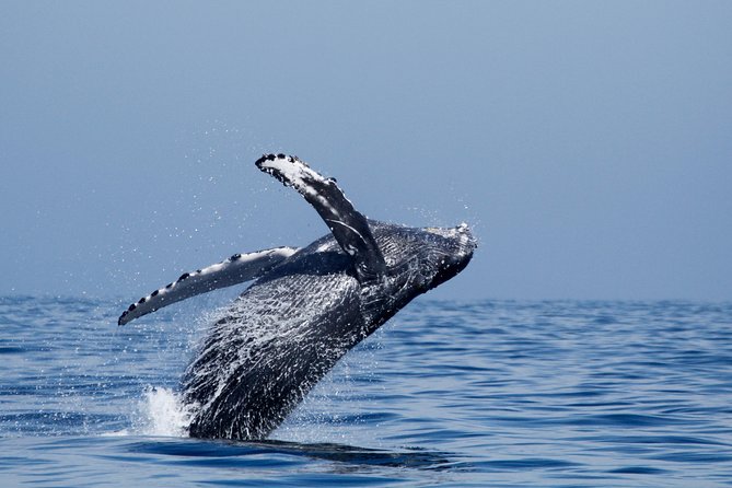 Shared Two-Hour Whale Watching Tour From Oceanside - Customer Reviews and Sightings