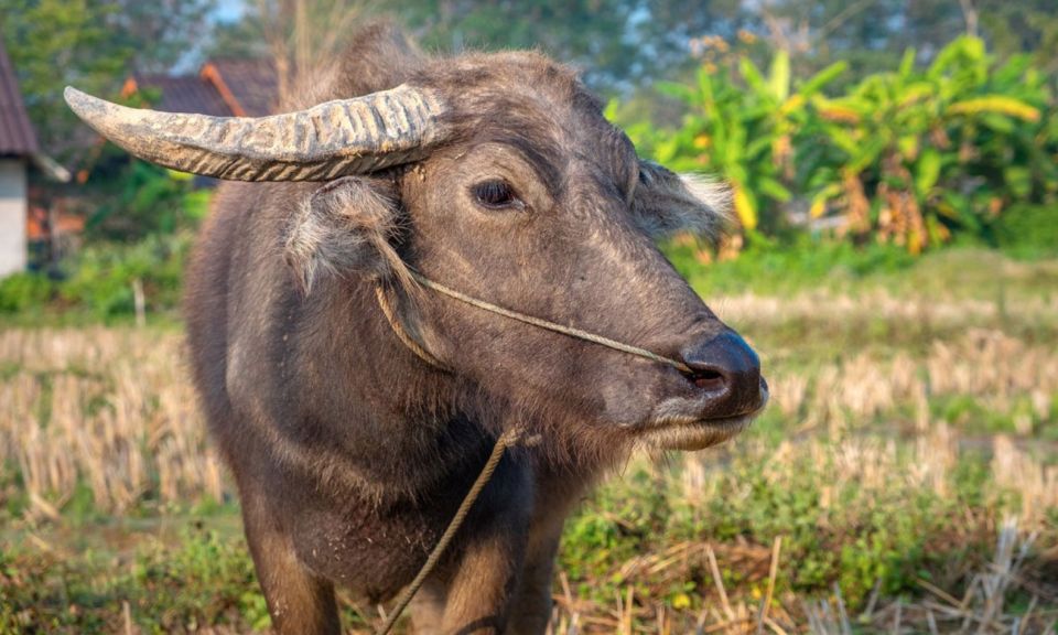 Siem Reap: Guided Countryside Bike Tour - Directions