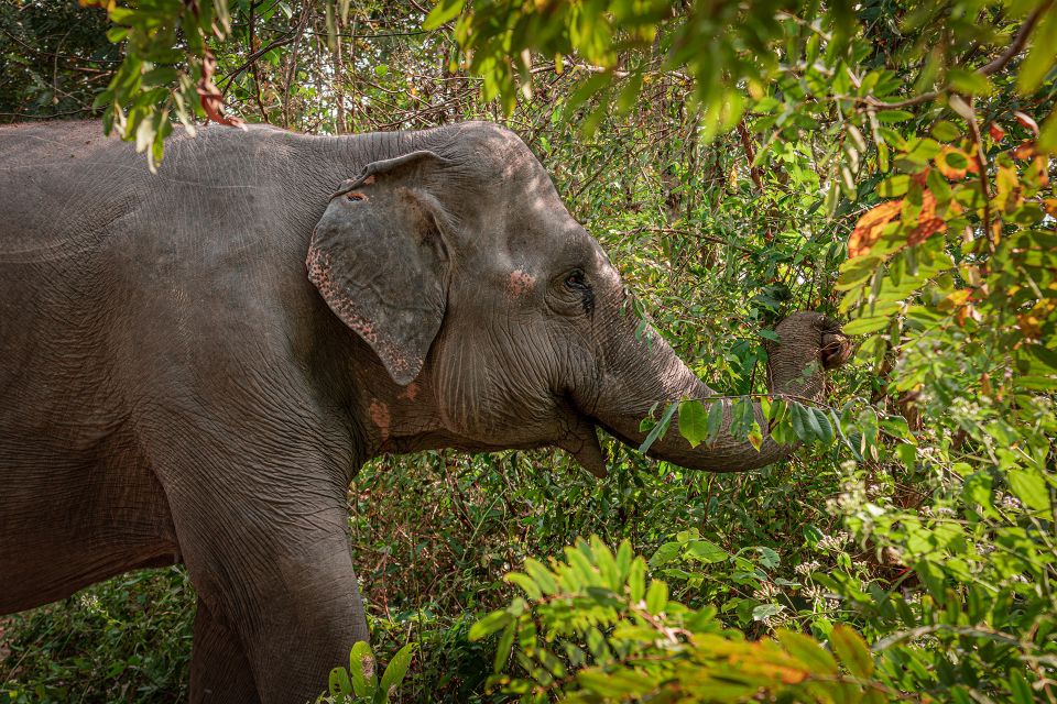 Siem Reap: Small Group Tour of Kulen Elephant Forest - Booking Flexibility