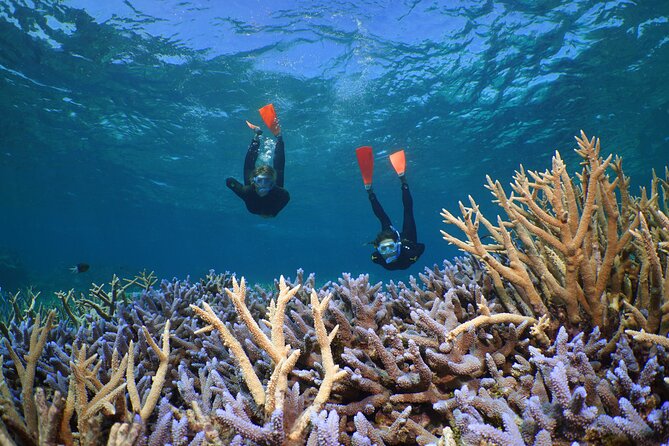 Silversonic Outer Great Barrier Reef Cruise From Port Douglas - Practical Information