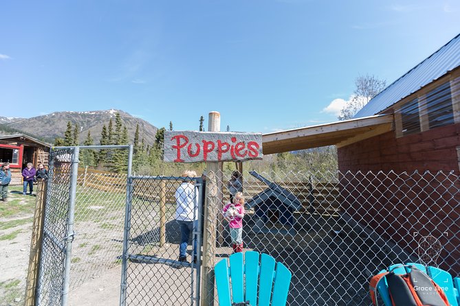 Sled Dog Adventure and Pan for Gold in the Yukon - Adventurous Gold Panning Opportunity