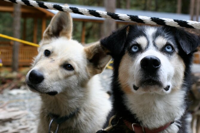 Sled Dog Discovery in Juneau - Sum Up