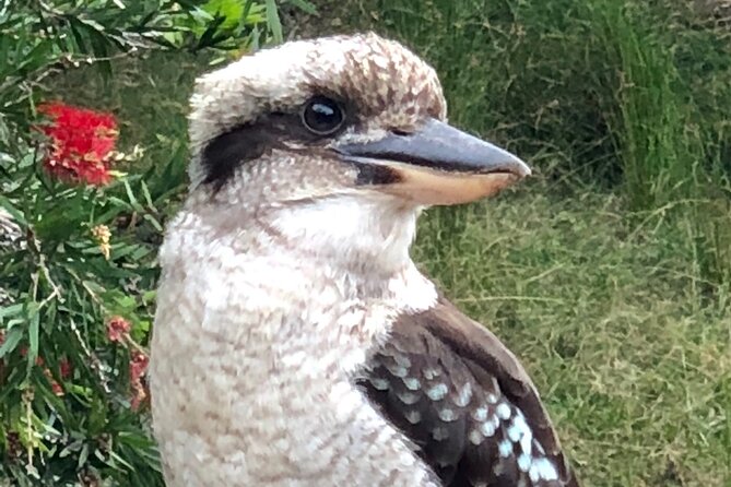 Small-Group Birdwatching Tour, Sydney's Northern Beaches  - New South Wales - Customer Feedback and Support