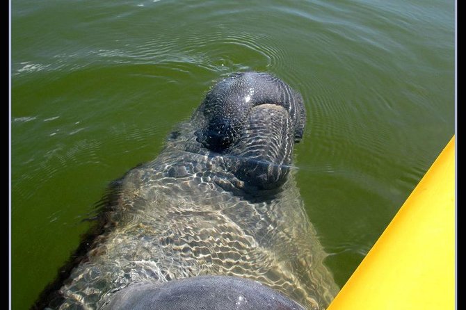 Small Group Boat, Kayak and Walking Guided Eco Tour in Everglades National Park - Guides Knowledge