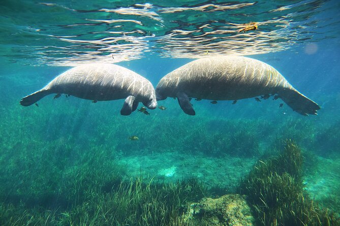 Small Group Manatee Snorkel Tour With In-Water Guide and Photographer - Cancellation and Refund Policy