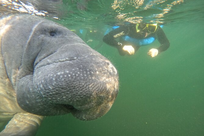 Small Group Manatee Swim Tour With In Water Guide - Additional Tips and Considerations
