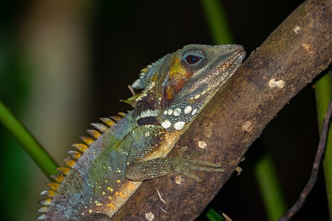 Small-Group Trekking Experience in Daintree National Park - Meeting Point