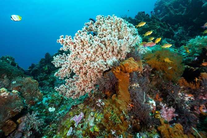 Snorkeling in Menjangan Marine Park - Discover Abundant Marine Life of Pemuteran - Nearby Attractions and Accommodation