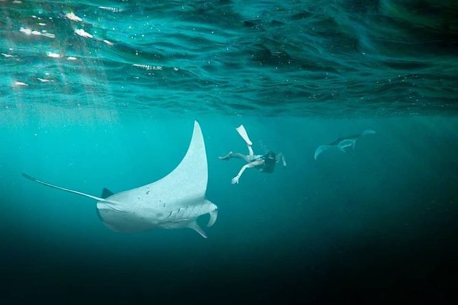 Snorkeling Manta Ray Safari in Nusa Penida - Common questions