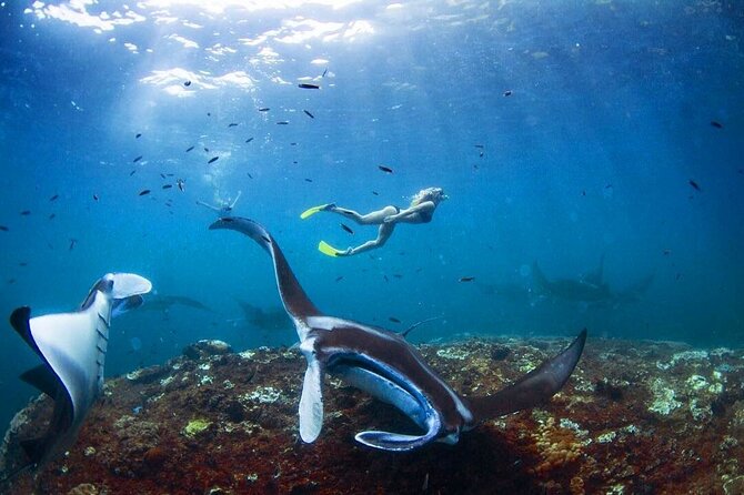 Snorkeling With Manta Rays in Nusa Penida Experience (All-Inclusive) - Common questions