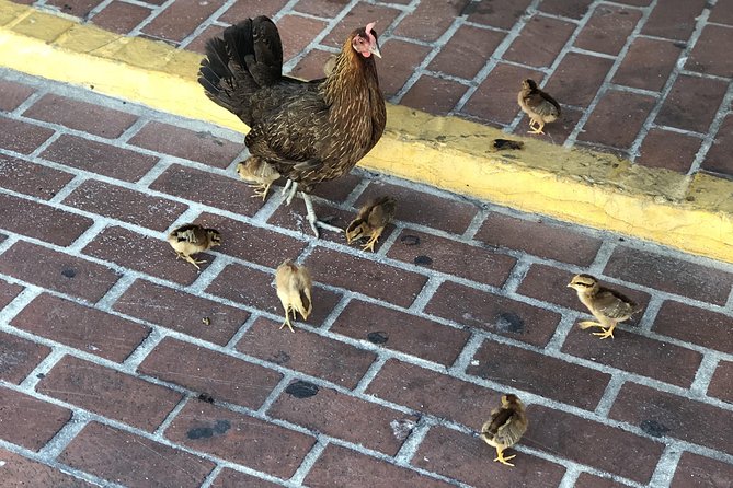 Southernmost Key West History and Culture Small-Group Walking Tour - Directions