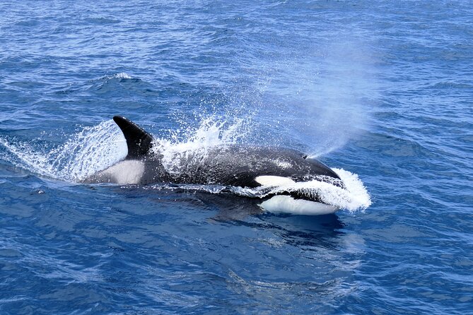 Spot Killer Whales in the Wild: Albany to Bremer Bay Day Tour - Additional Details