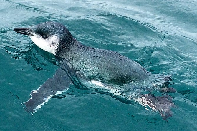 Sunset Evening Kayaking Tour - Kaikoura - Common questions