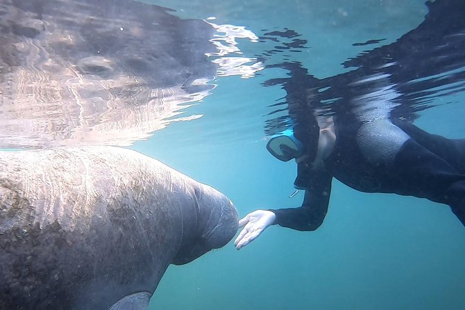 Swim With Manatees In Crystal River, Florida - Customer Reviews and Ratings