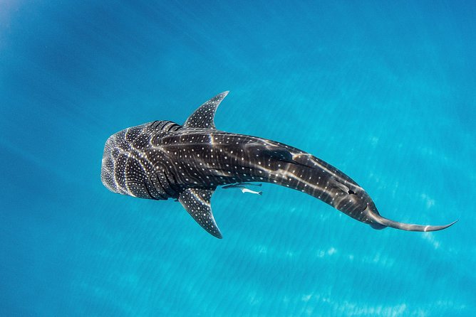 Swim With Whale Sharks- the Largest Fish in the World! - Common questions