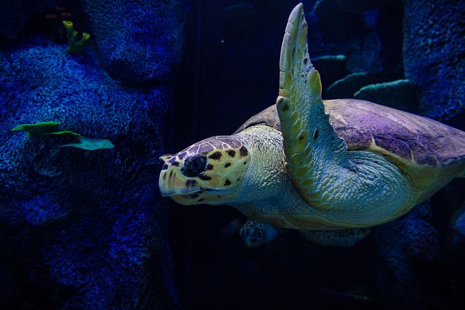 Sydney Attractions Pass: SEA LIFE Aquarium, Sydney Tower Eye, WILD LIFE Zoo and Madame Tussauds - Attractions Included in the Pass