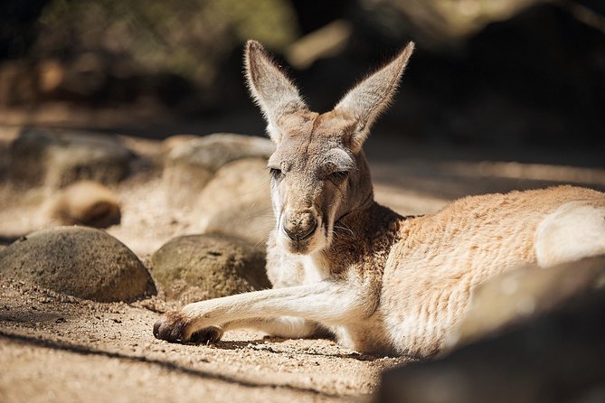 Sydney Taronga Zoos Aussie Backyard Adventure Tour - Common questions