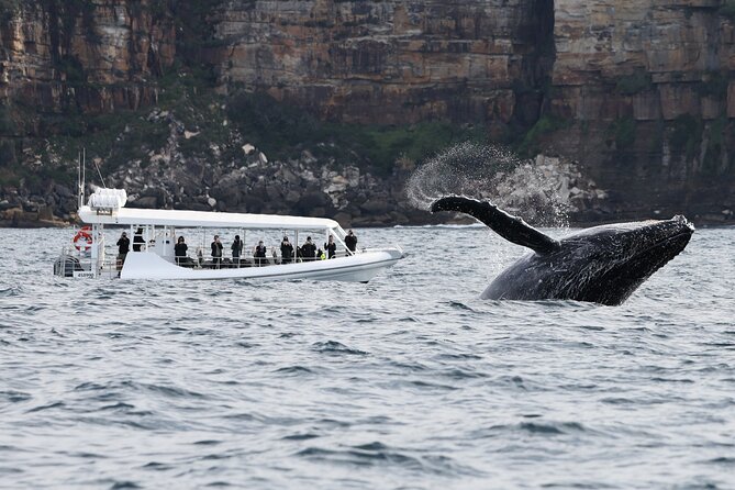 Sydney Whale-Watching by Speed Boat - Customer Reviews