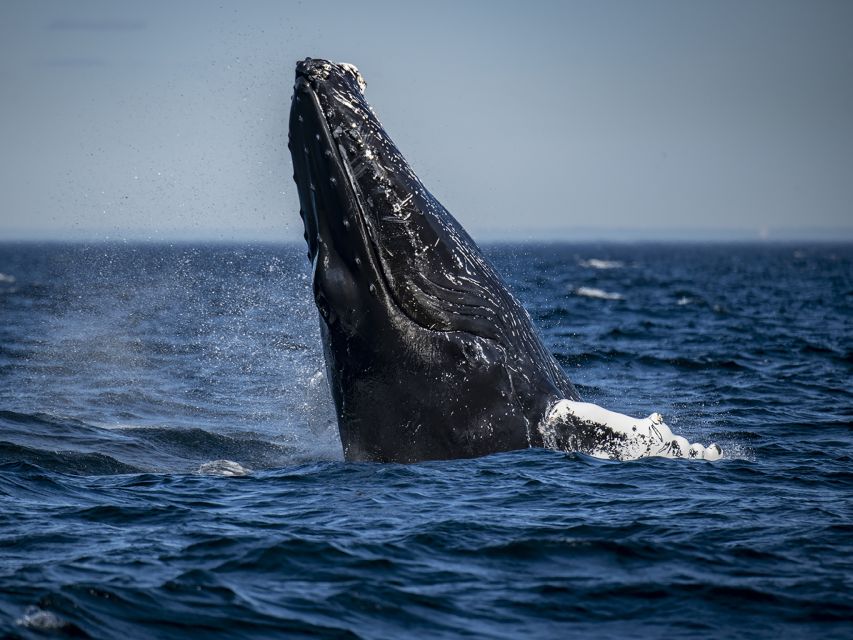 Tadoussac/Baie-Ste-Catherine: Whale Watch Zodiac Boat Tour - Booking Information