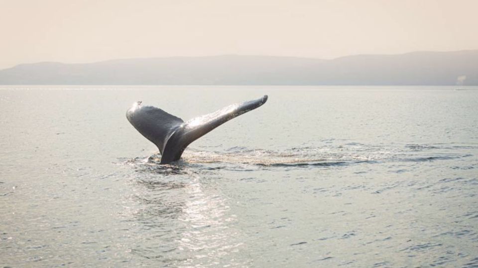 Tadoussac: VIP Lounge or Upper Deck Whale Watching Cruise - Sum Up