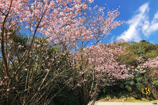 Taipei Cherry Blossom Day Tour - Feedback Handling