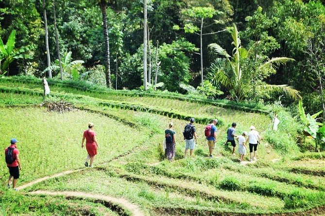 Tetebatu Walking Tour - Rice Terraces, Waterfall & Monkey Forest - Positive Feedback on Guides