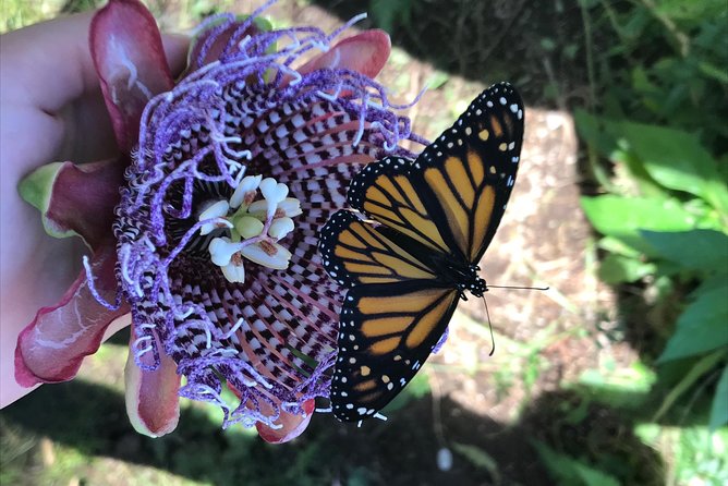 The Maui Butterfly Farm Tour! - Pricing and Copyright