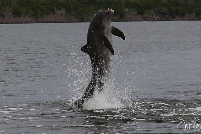 Two-Hour Everglades National Park Dolphin, Birding and Wildlife Boat Tour