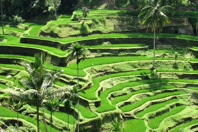 Ubud DayTrip : Monkey Forest - Rice Terrace - Jungle Swing - Water Temple - Cultural Interactions