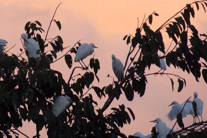 Ubud Monkey Forest and White Herons Colony Half-Day Tour - Observation of White Heron Colony