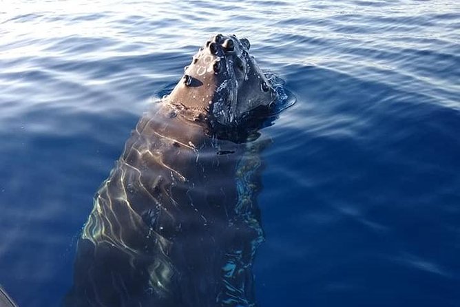 Ultimate 2 Hour Small Group Whale Watch Tour - Crew Performance