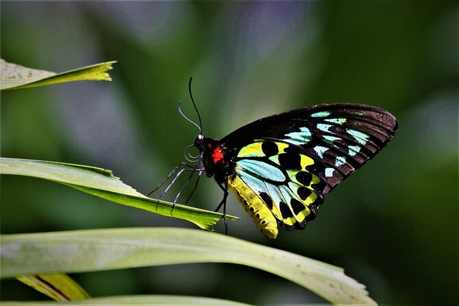 Ultimate Daintree Rainforest Wildlife Experience Cruise - Visitor Experience Expectations