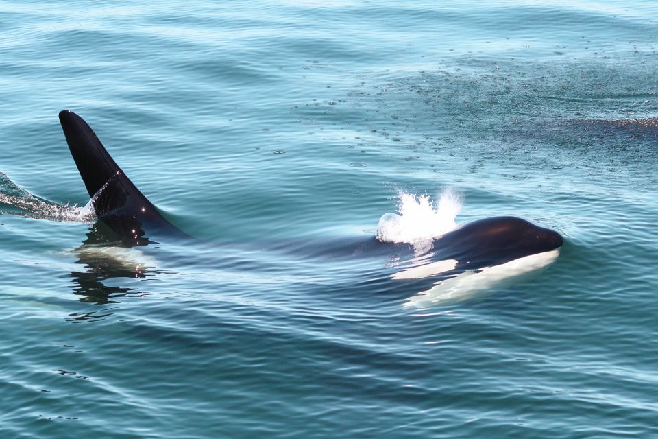 Victoria: 3-Hour Whale Watching Tour - Sum Up