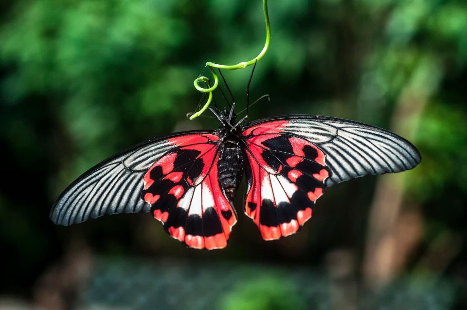 Victoria: Butterfly Gardens Admission Ticket - Booking Details