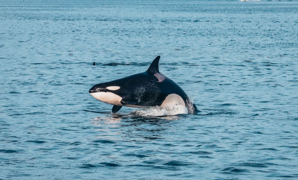 Victoria: Whale Watching Cruise by Covered Boat - Key Points